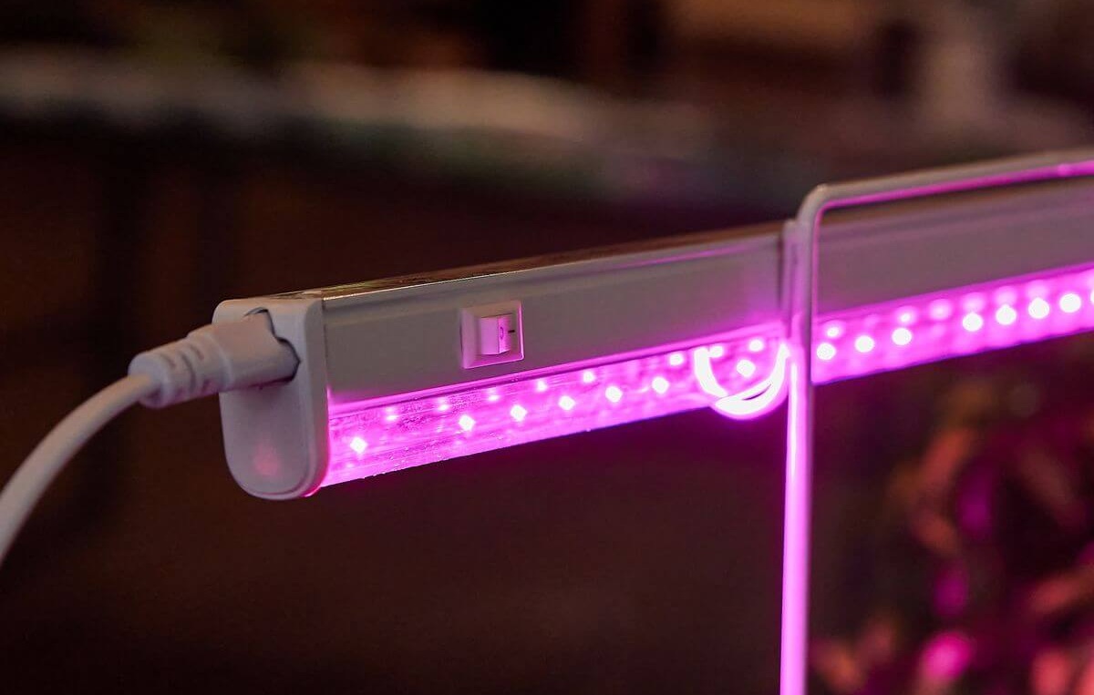 Фітолампа для рослин